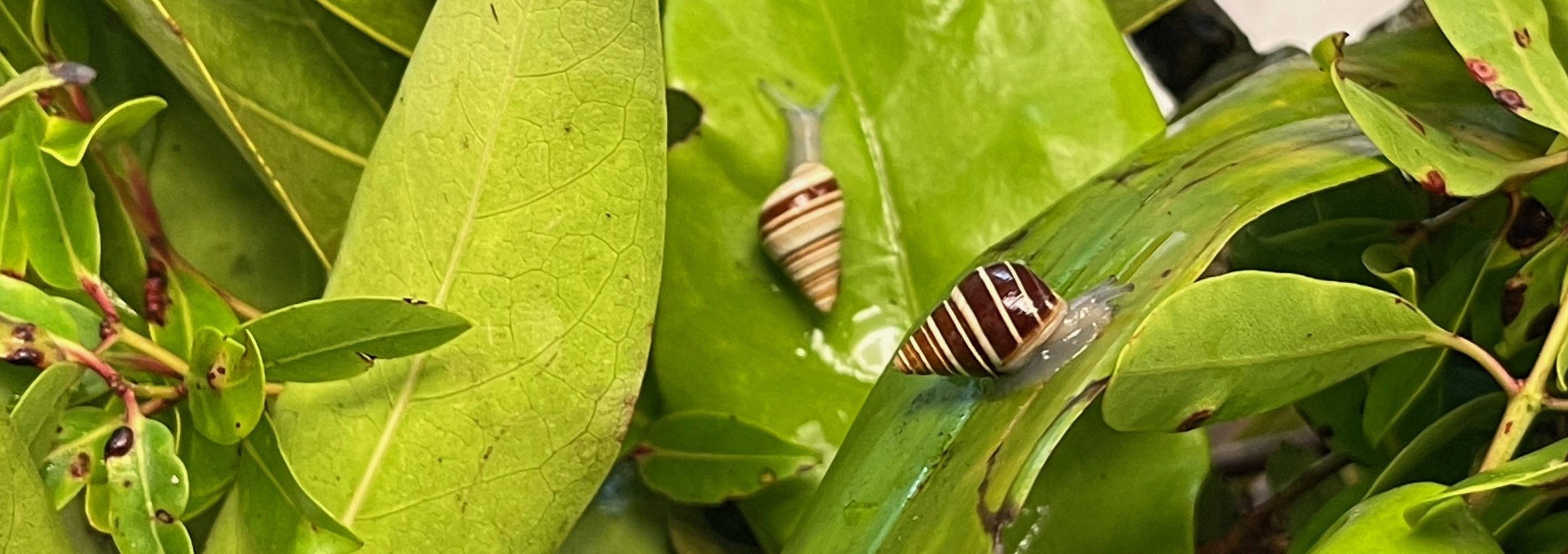 Two Partulina variabilis adults