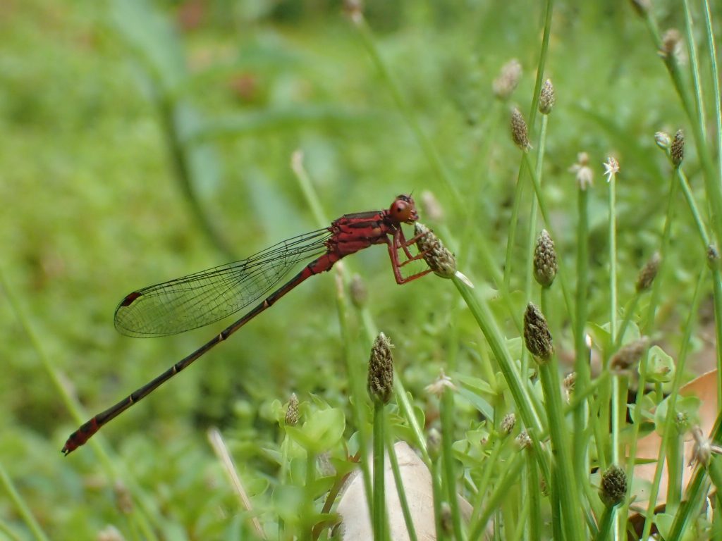 An image of a native damselfly