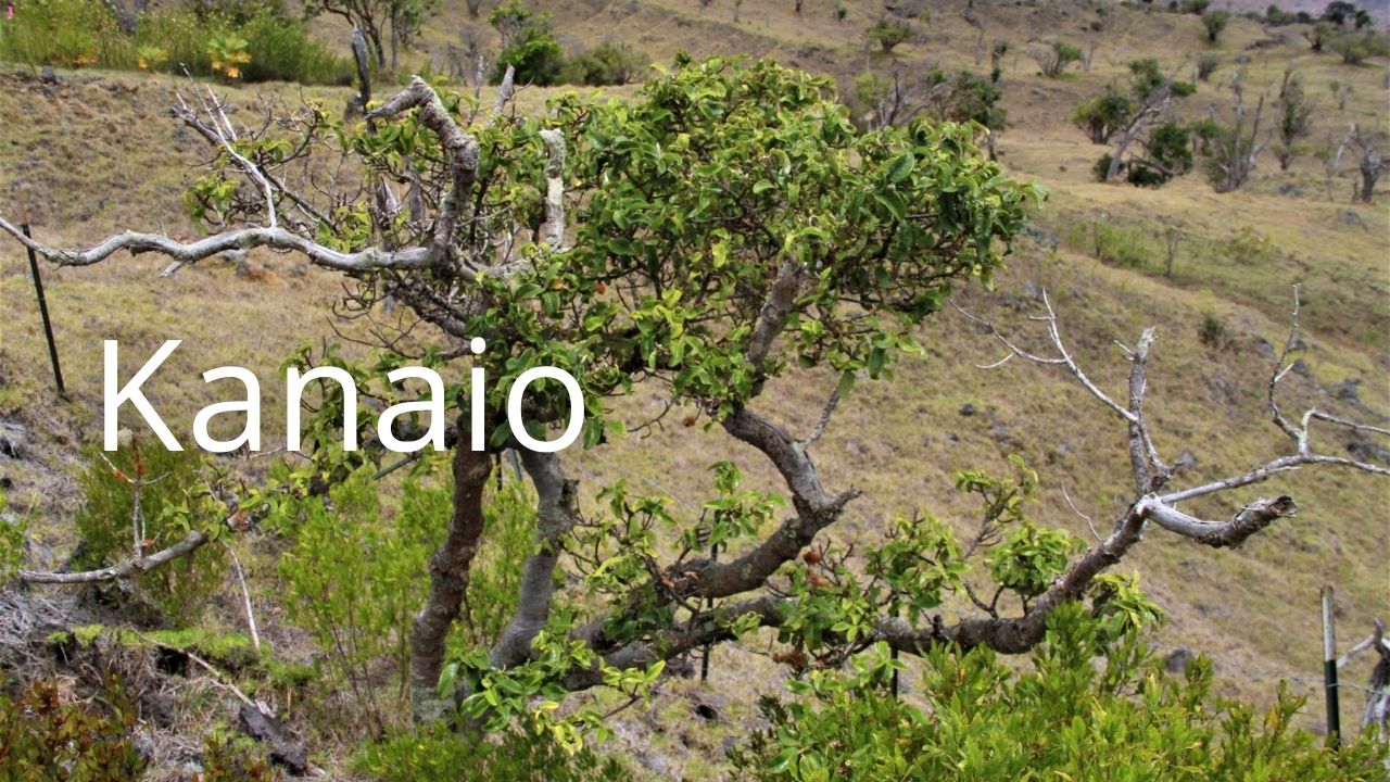 An image of Kanaio NAR