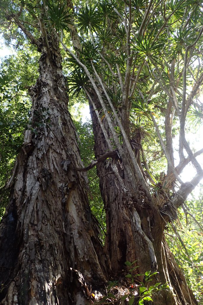 An image of plants in Kuia NAR