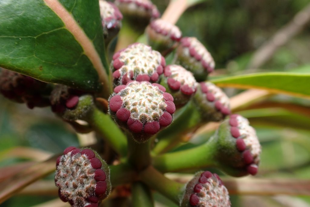 An image of plants in Kuia NAR