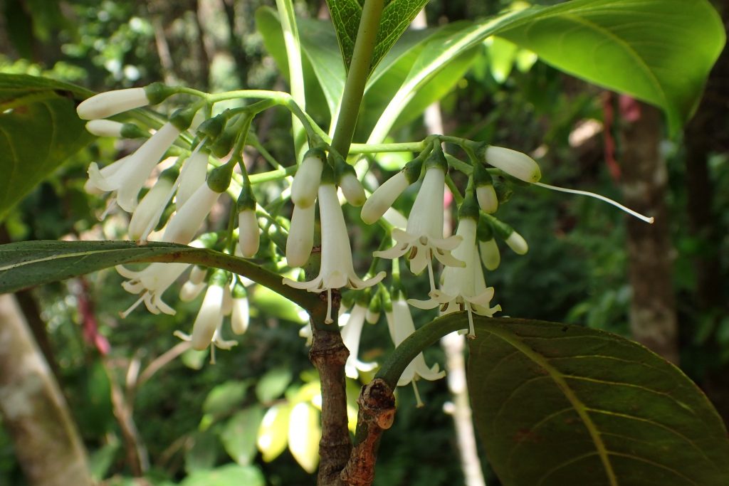 An image of plants in Kuia NAR