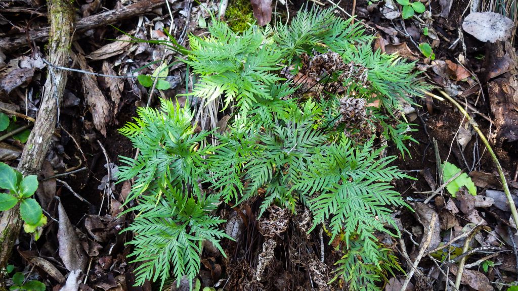 An image of plants in Kuia NAR