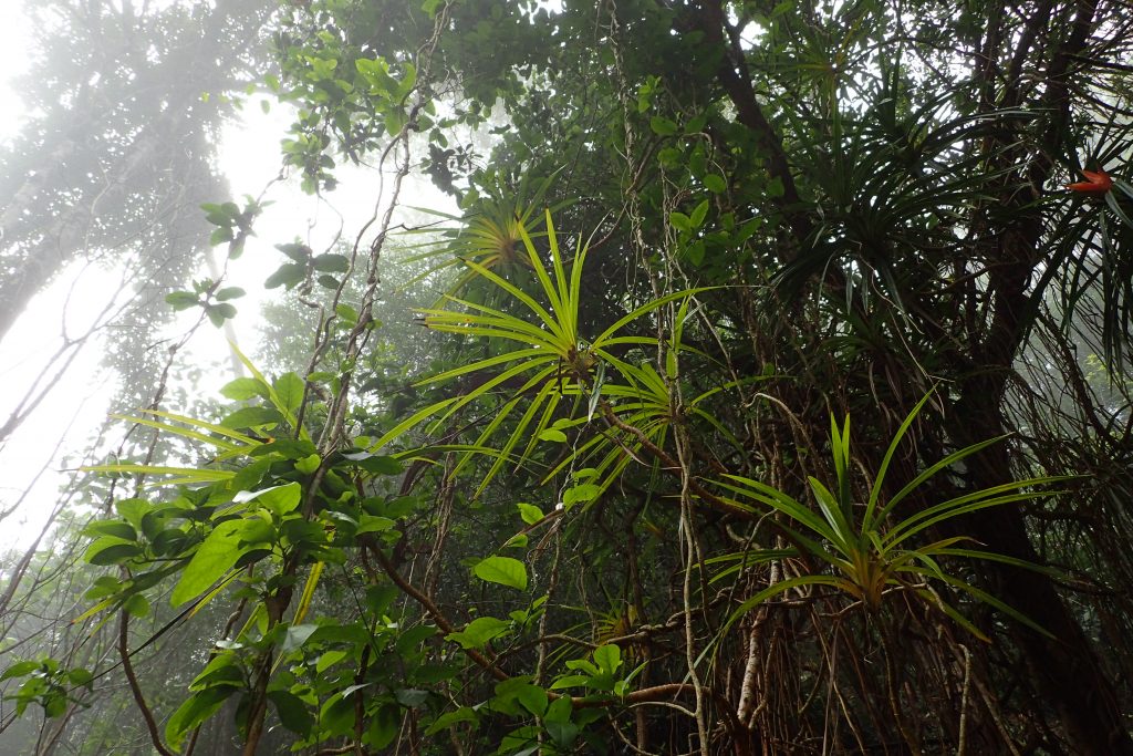 An image of plants in Kuia NAR