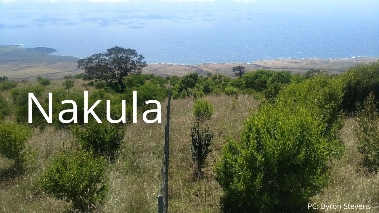 An image of Nakula NAR