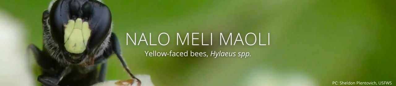 An image of a nalo meli maoli