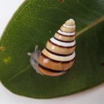 Partulina porcellana