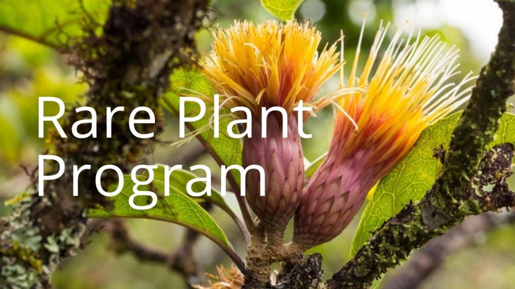 An image of a plant linking to a page called Rare Plant Program