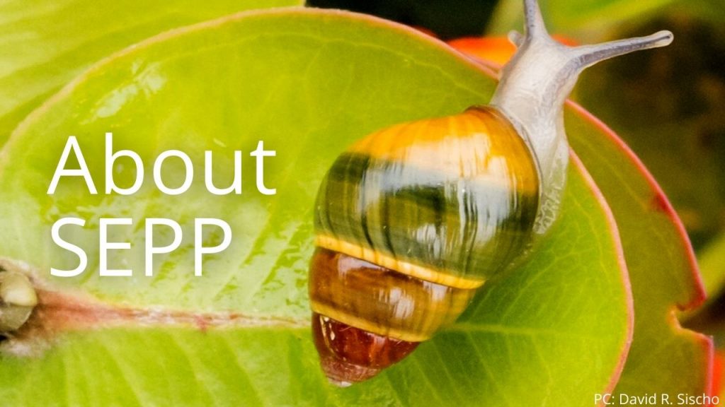 An image of an Achatinella lila linking to the "About SEPP" page.