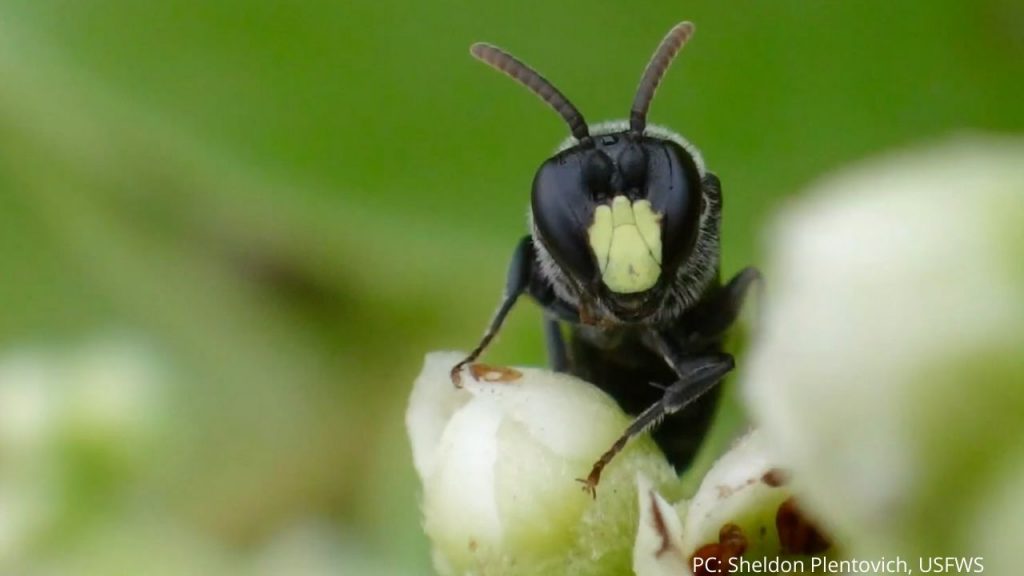 An image of a yellow-faced bee