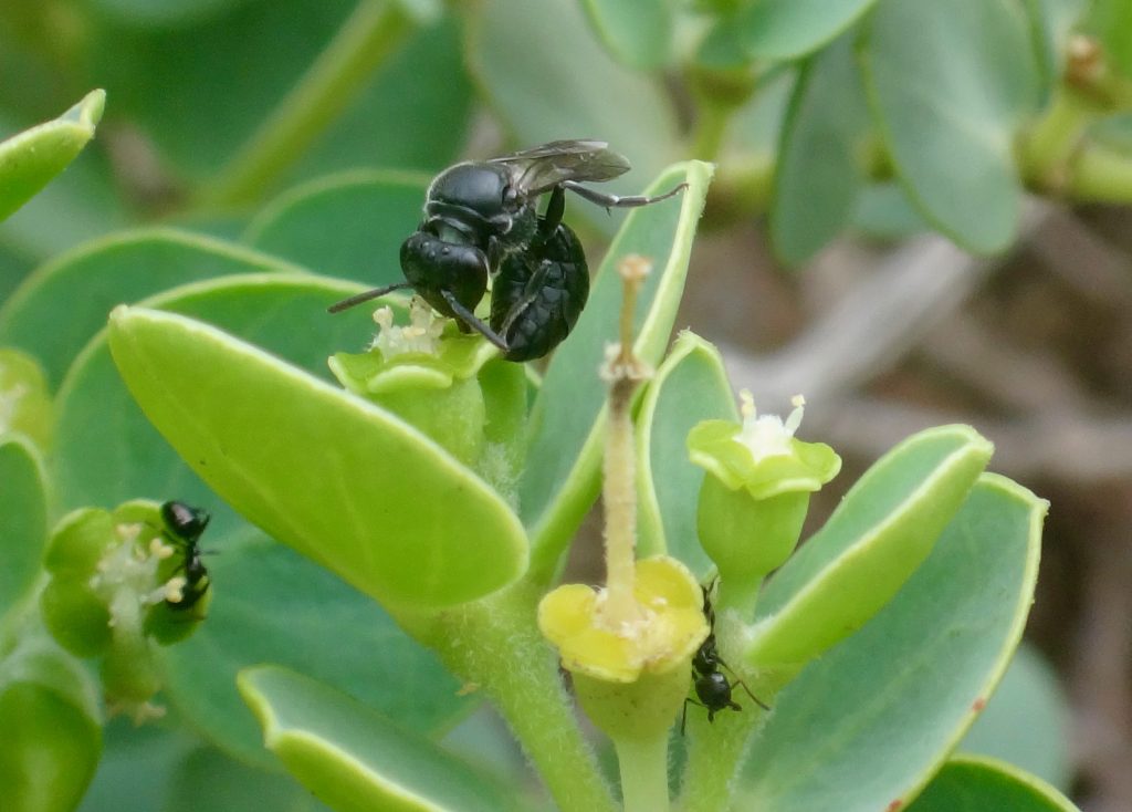 An image of a yellow-faced bee