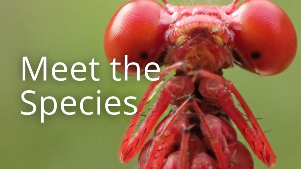 An image of a pinapinao linking to a page called Meet the Species