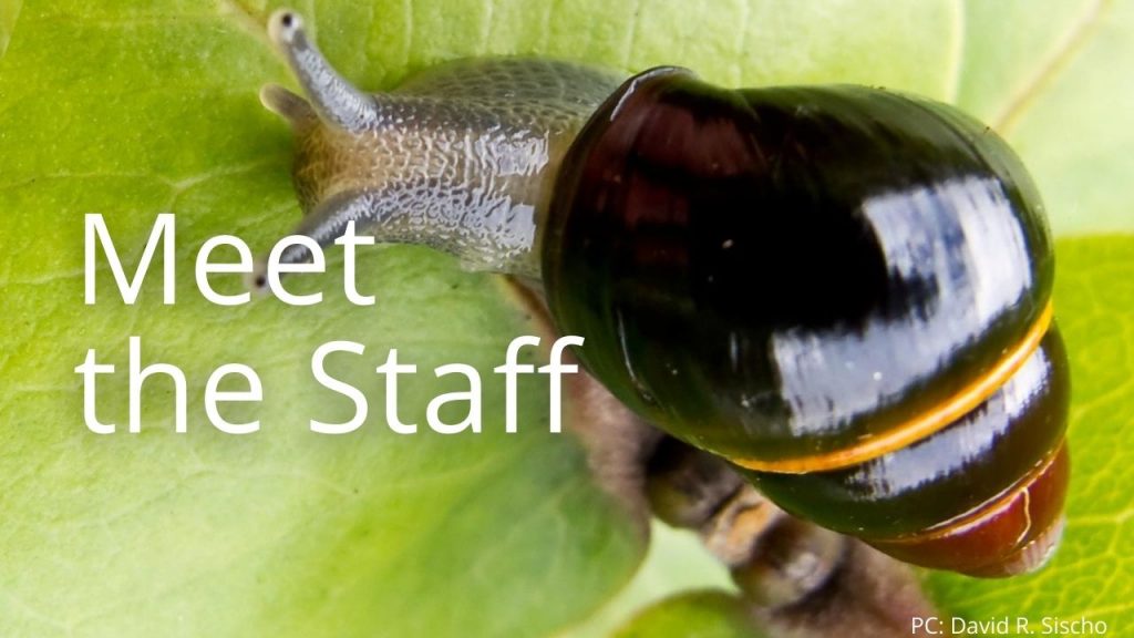 An image of an Achatinella lila linking to the "Meet the Staff" page.