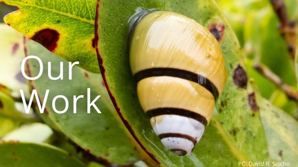 An image of an Achatinella sowerbyana linking to the "Our Work" page.
