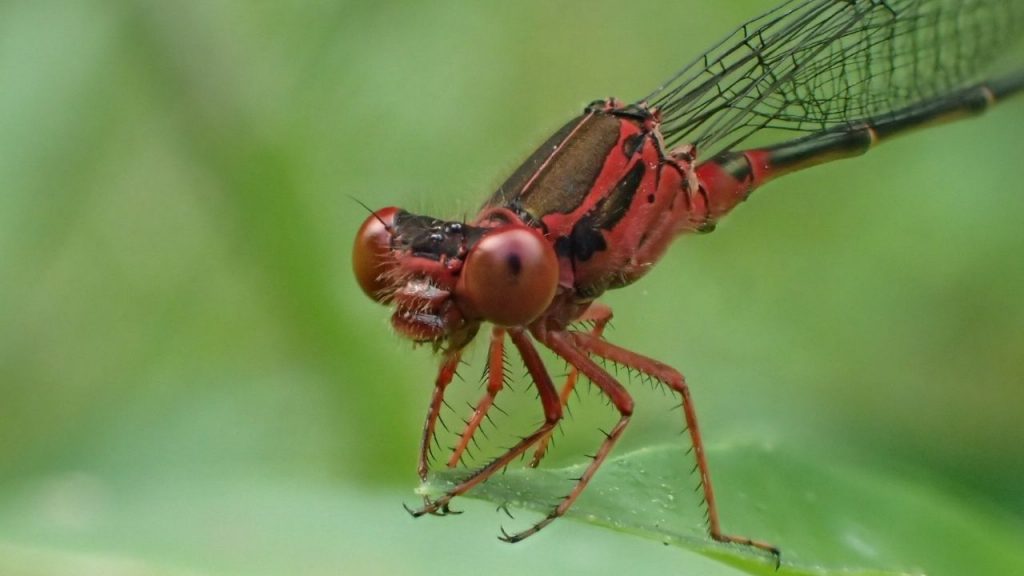 An image of a pinapinao