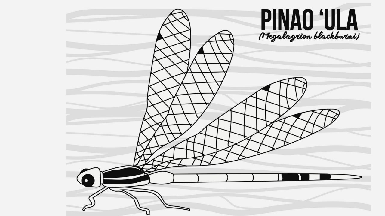 An image of a pinao ʻula postcard