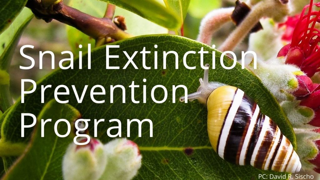 An image of a tree snail linking to a page called Snail Extinction Prevention Program