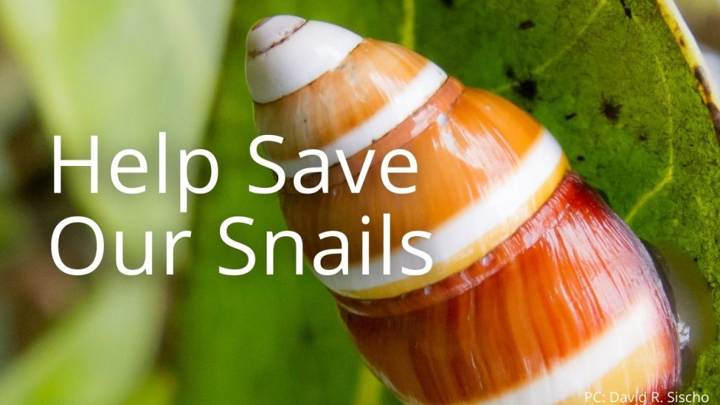 An image of an Achatinella livida linking to the "Help Save Our Snails" page.