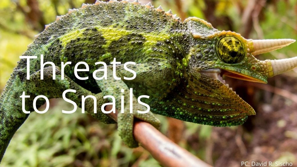 An image of a Jacksons chameleon linking to the "Threats to Snails" page.