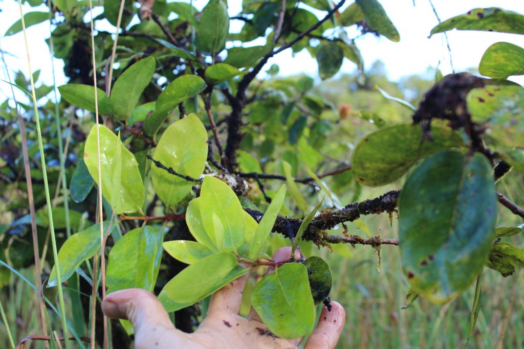 Meterosideros polymorhpa var macrophylla, Hanawi NAR.