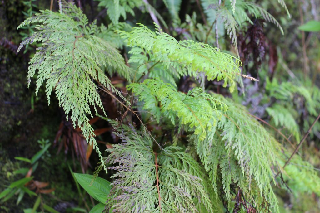 wawae`iole (Phlegmariuris phyllanthsu)