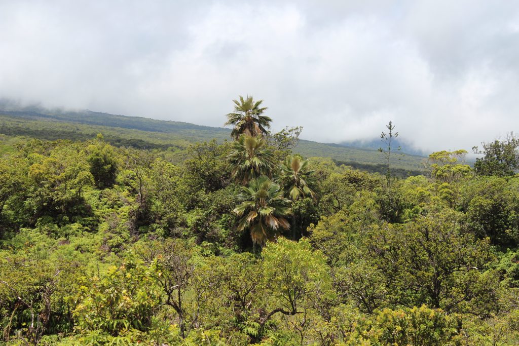 Lolou and native canopy of Hanawi NAR.