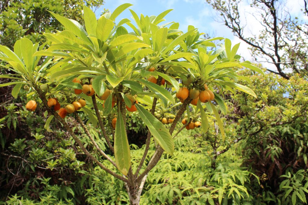 Clermontia fruits in Hanawi.