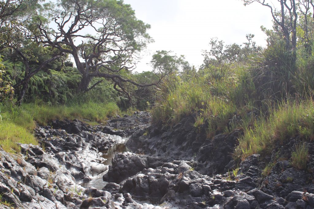 Hanawi NAR mid-elevation native mesic forest, east Haleakala, stream.