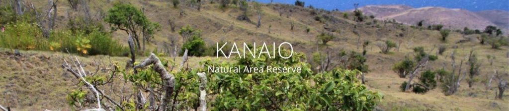 image of tree with mountain and ocean backdrop