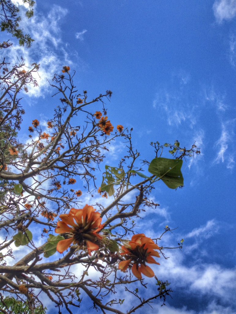 image of flowering plant