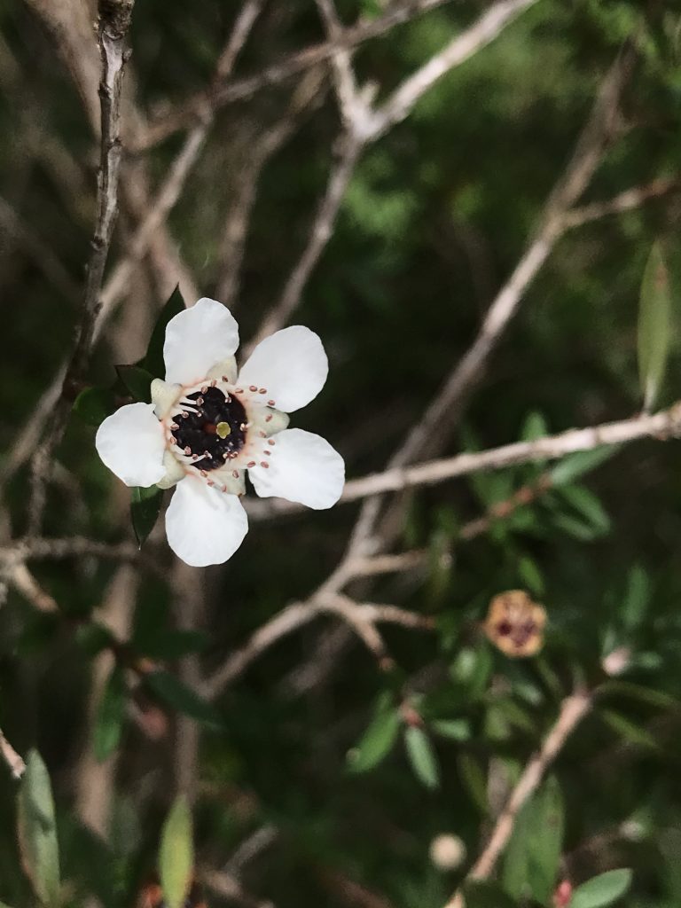 Tea Tree Manuka Leptospermum sp. flower Waimano trail