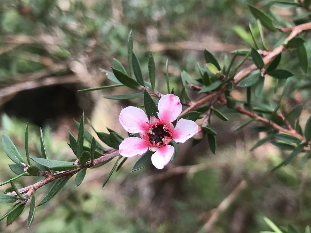 Tea Tree Manuka Leptospermum