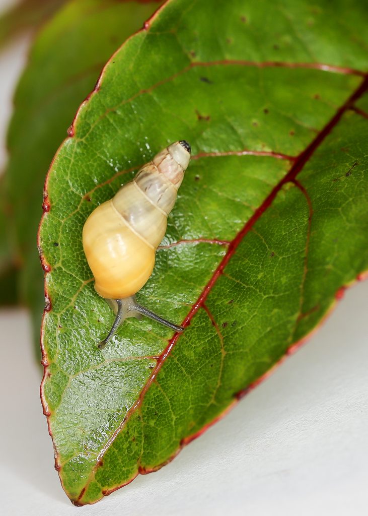 Kahuli, Hawaiian tree snail, Laminella venusta