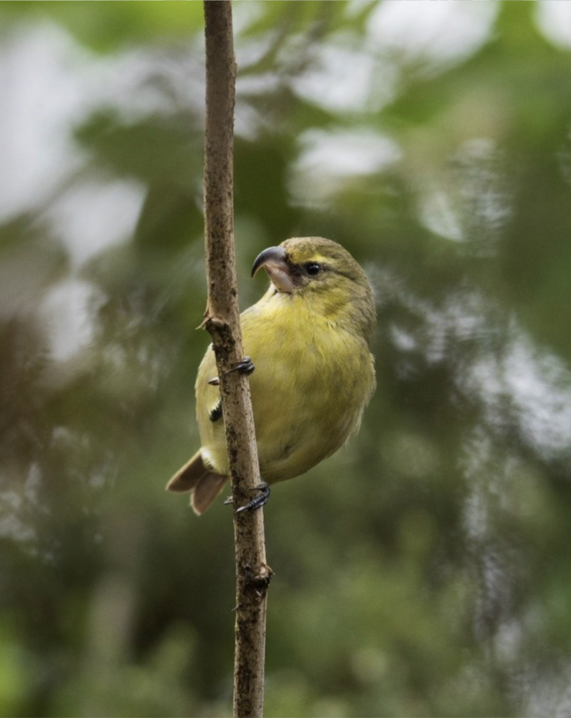 Maui parrotbill