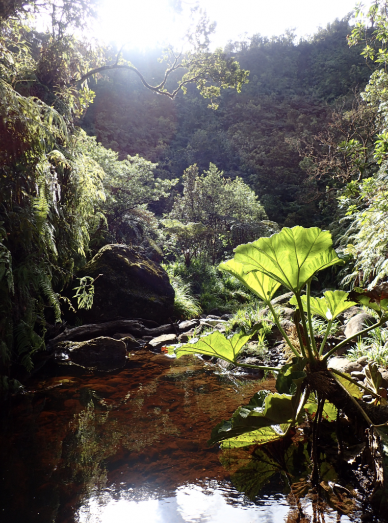 image of water and plants