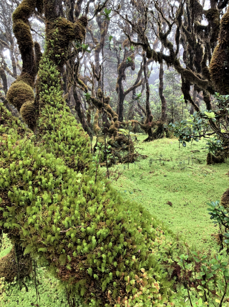 image of lush forest
