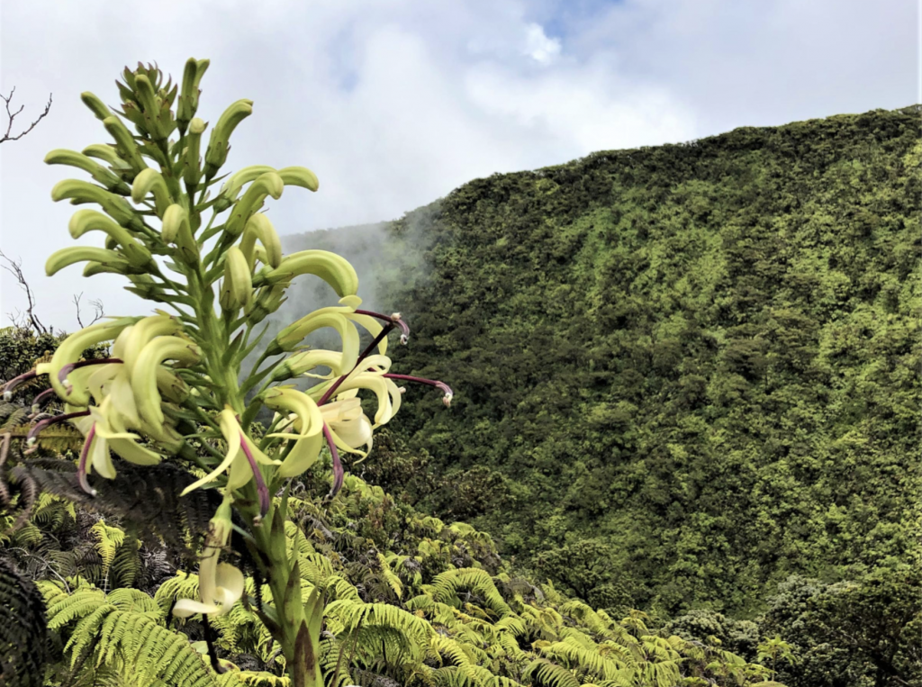 image of plant in front of mountain
