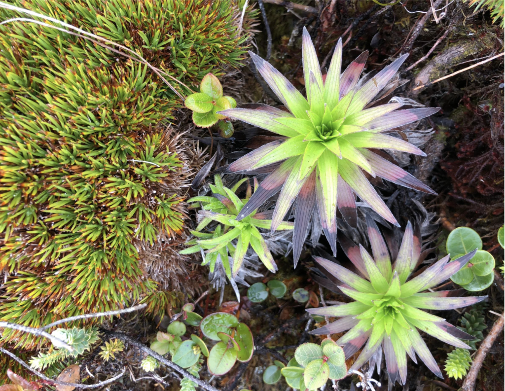 image of plant and rock