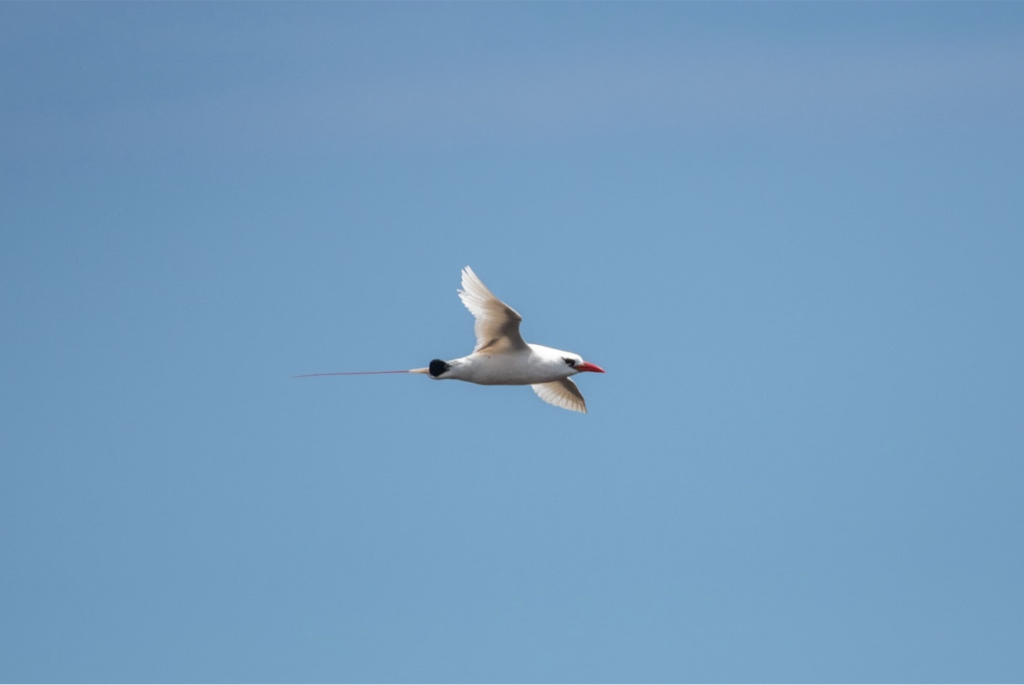 image of bird flying