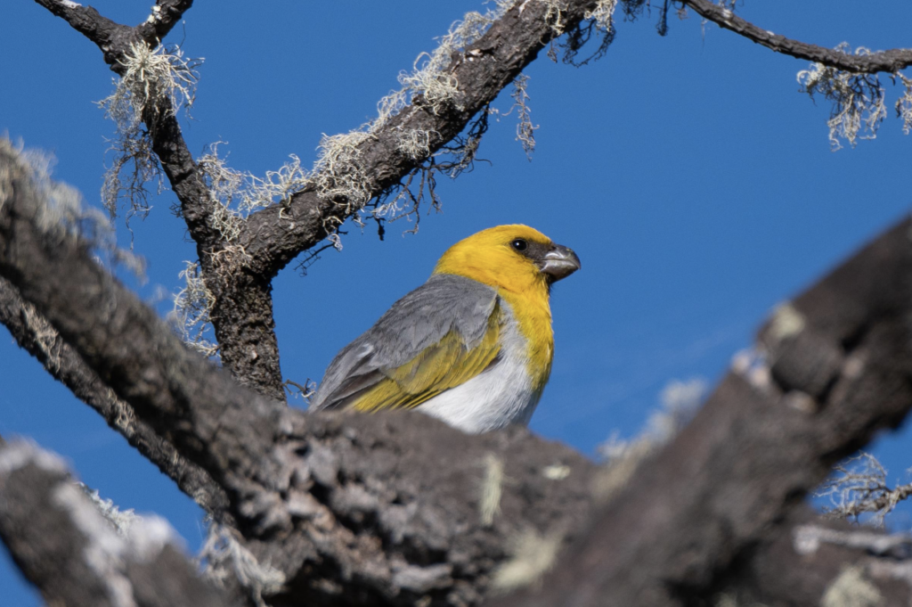 image of bird in tree