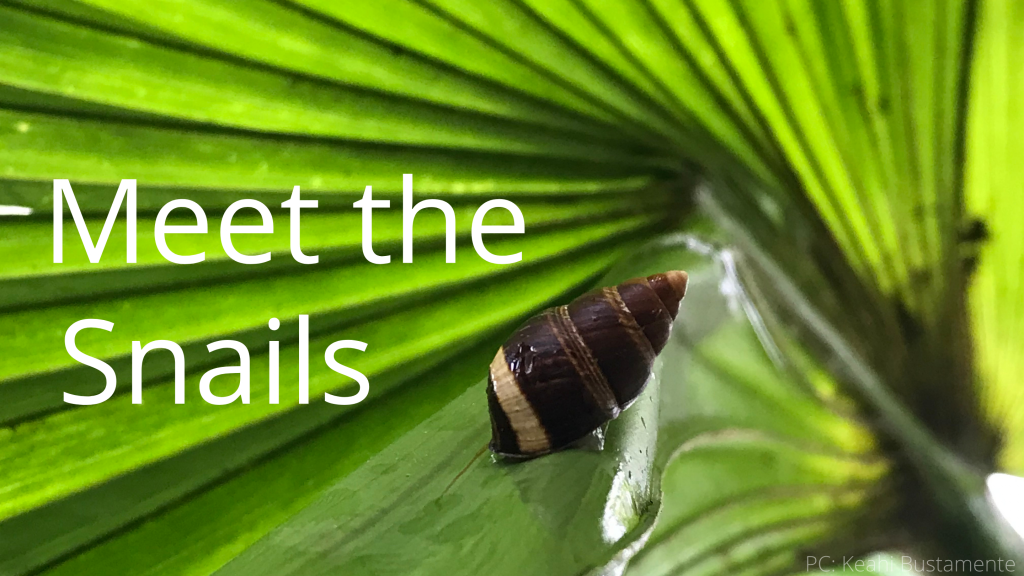 An image of a Partulina virgulata linking to the "Meet the Snails" page.