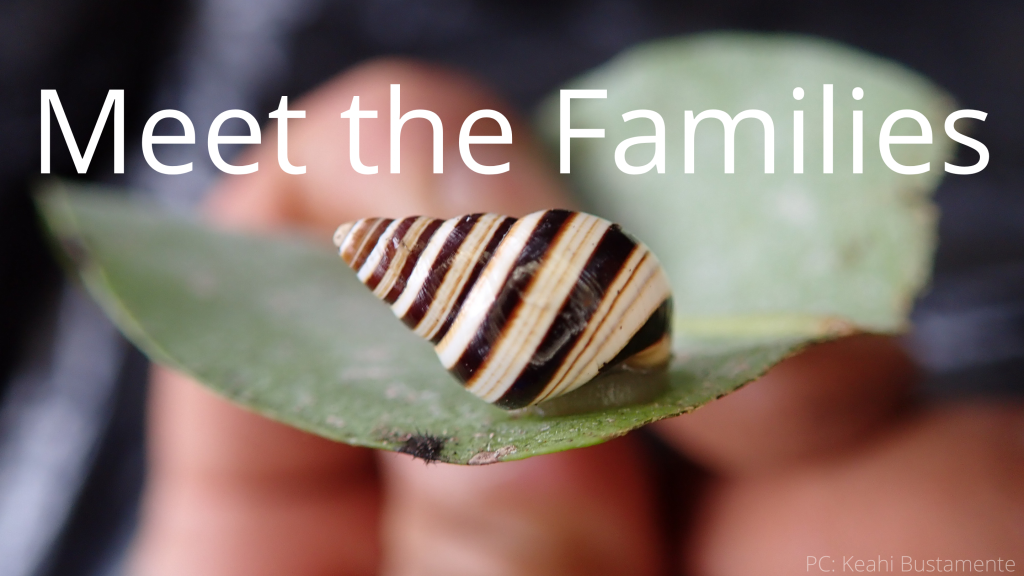 An image of a Partulina splendida linking to the "Meet the Families" page. 