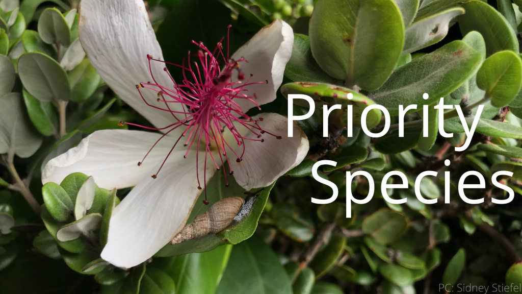 An image of Newcombia cumingi linking to the "Priority Species" page.