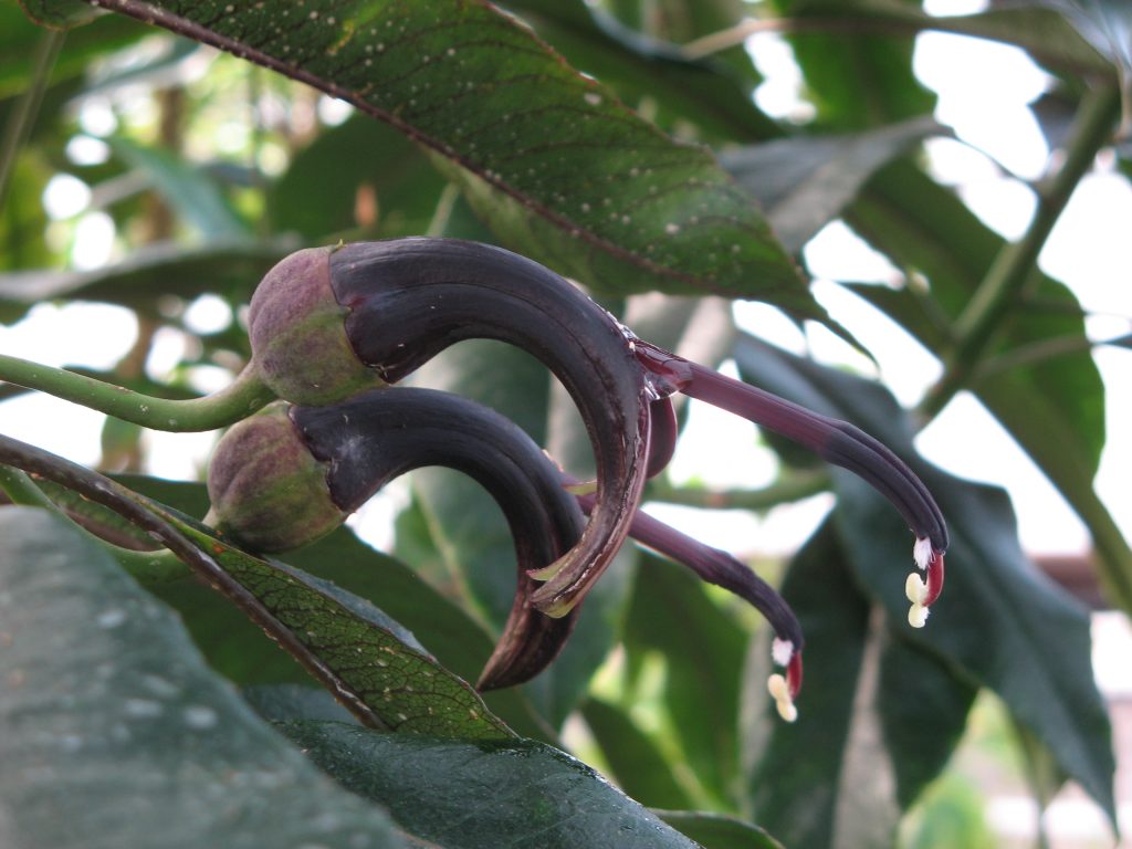 image of Clermontia peleana