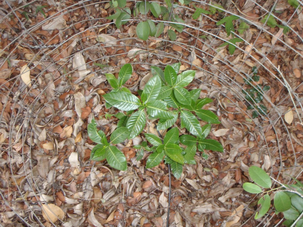 image of nanu seedling