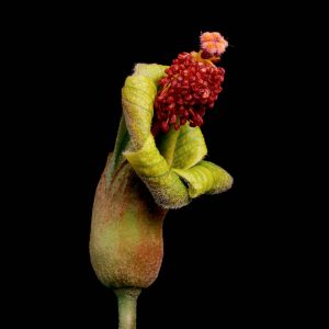 image of Hau kuahiwi