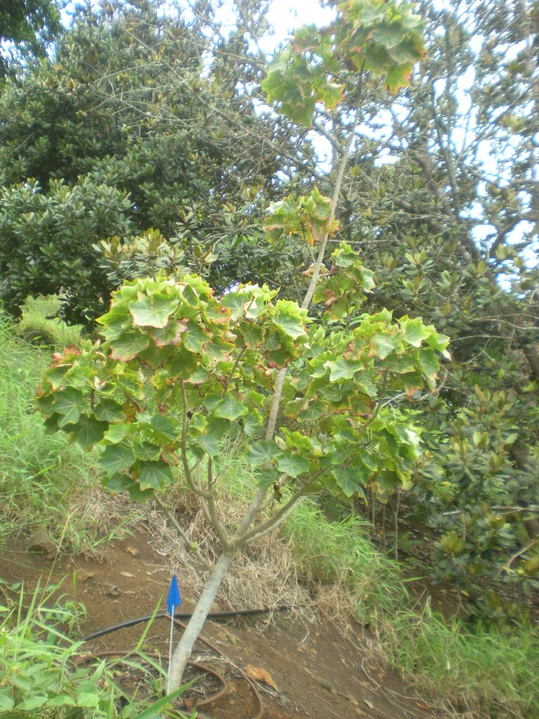 image of kokia cookei