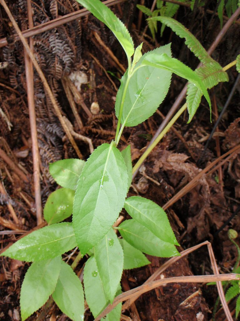 image of Stenogyne bifida