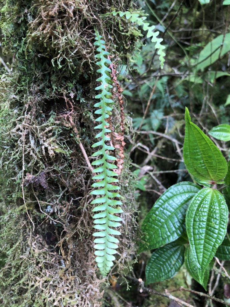 image of Pendant kihi fern