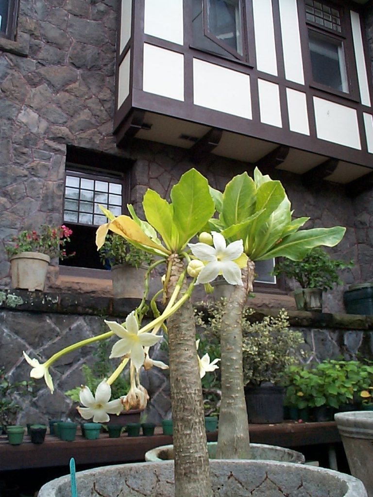 image of Pua `ala